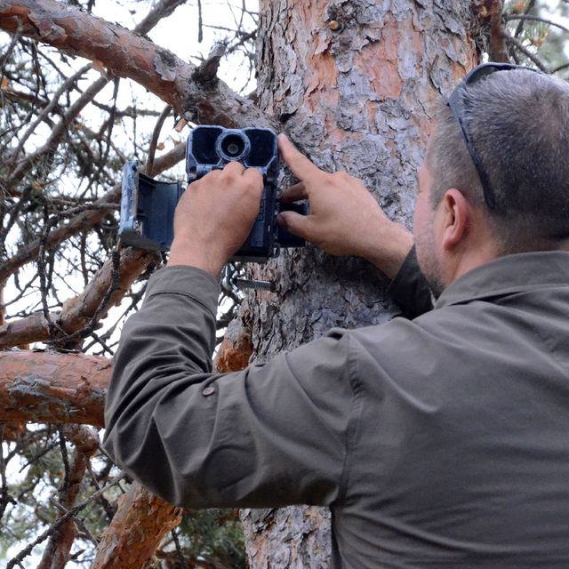 Sarıkamış ormanlarında ayıların koku bıraktığı ağaçlara bilimsel inceleme