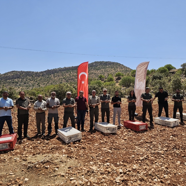 Mardin'de 300 kınalı keklik doğaya salındı