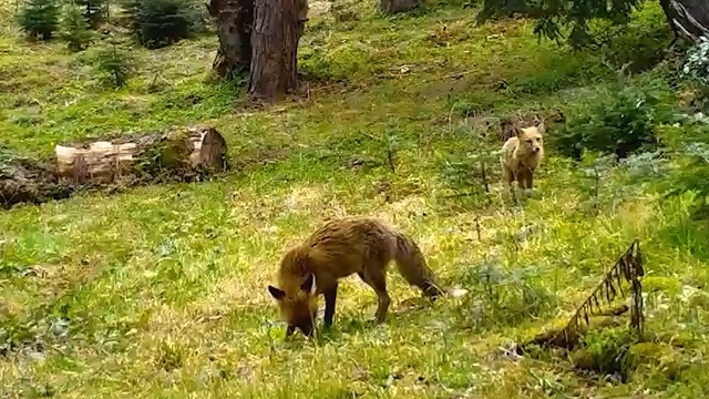 Kızıl tilki ile yavrusu fotokapanla görüntülendi