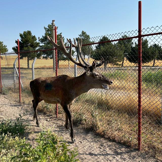 Kara yoluna inen geyik korumaya alındı
