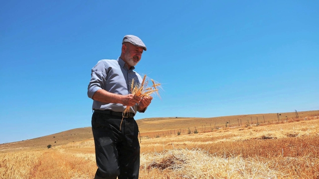 Başkan Çolakbayrakdar,  "Köyümde Hayat Var" projesiyle desteklenen çiftçiyle buğday hasadı yaptı