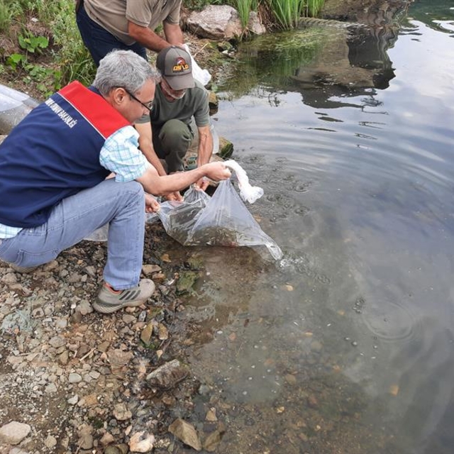 Topuk Yaylası Göleti'ne 100 bin pullu sazan yavrusu bırakıldı