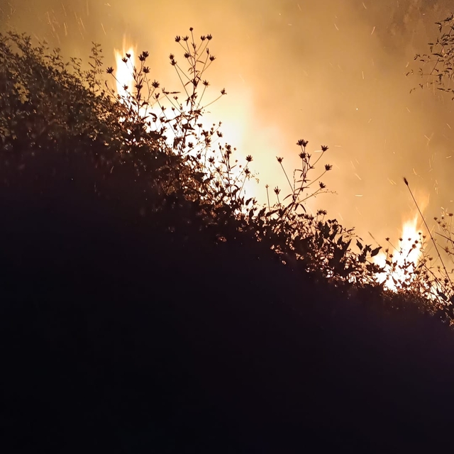 Bolu'da örtü yangını