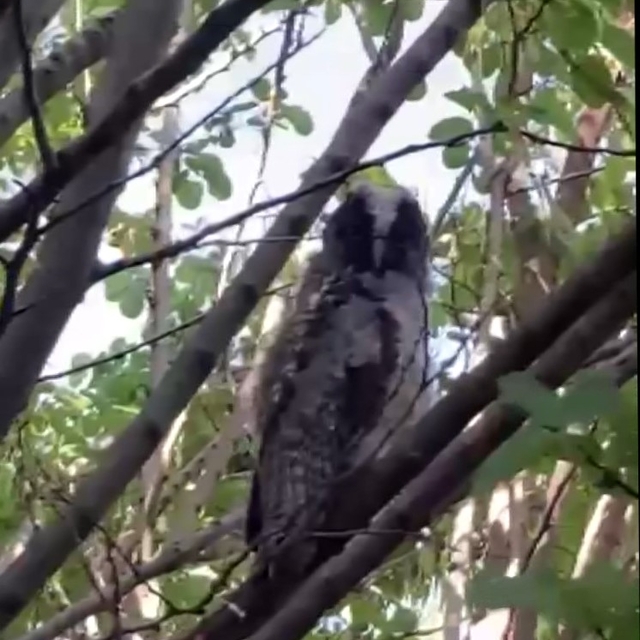 'Evinizin çevresinde bir baykuş ailesi görürseniz sevinin, etrafınızda fare...