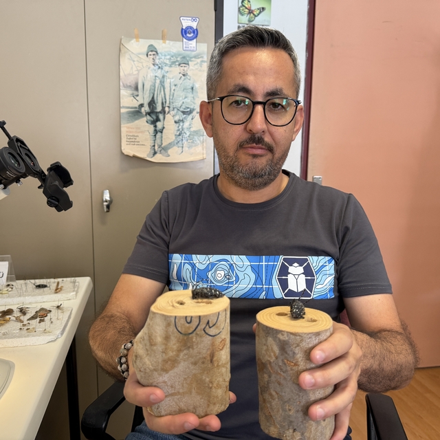 Dedektör köpekler, sınır kapılarında zararlı böcekleri tespit edecek