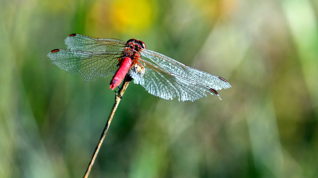 Sarıkamış'ın doğası "tarım dostu" yusufçuklarla renklendi