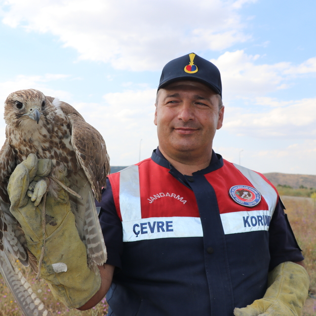Yozgat'ta bitkin bulunan ulu doğan koruma altına alındı