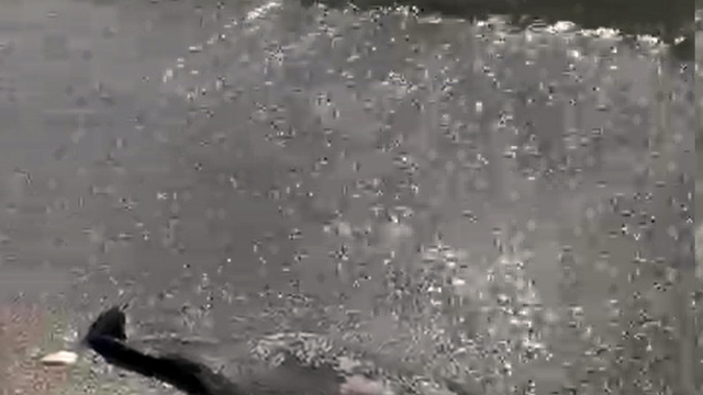 Tekirdağ'da kıyıya ölü yunus vurdu