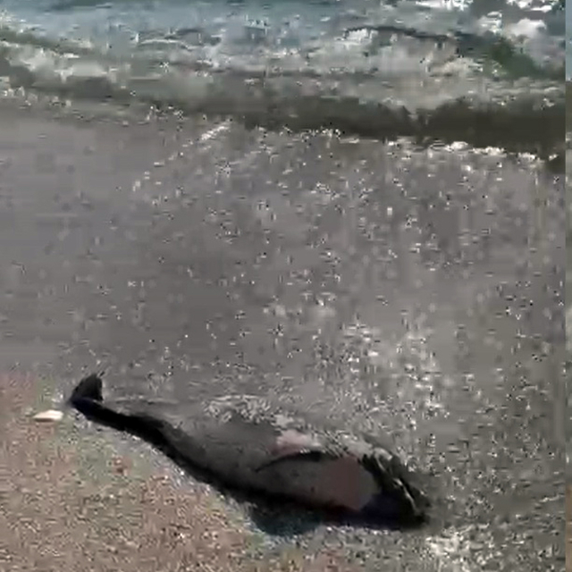 Tekirdağ'da kıyıya ölü yunus vurdu