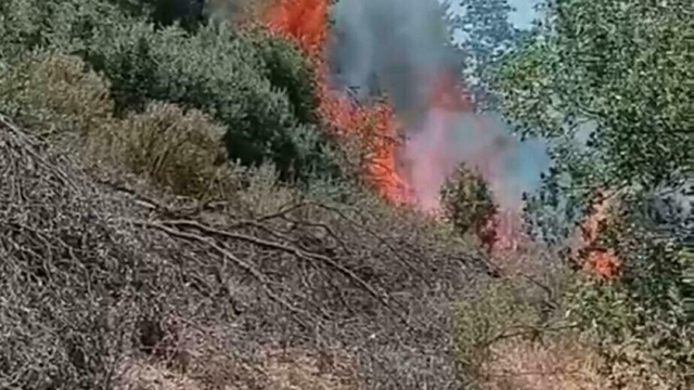 Nazilli'de orman yangını 2 saatte kontrol altına alındı