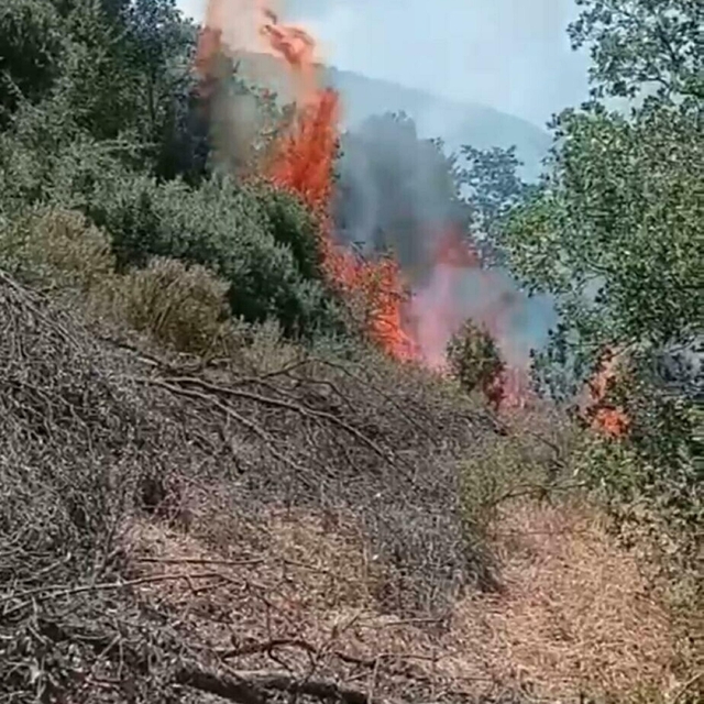 Nazilli'de orman yangını 2 saatte kontrol altına alındı