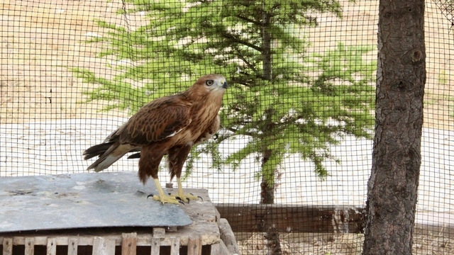 Kırşehir'de tedavi edilen 25 kuş, Bozkır Dağları'na yeniden kanat çırptı