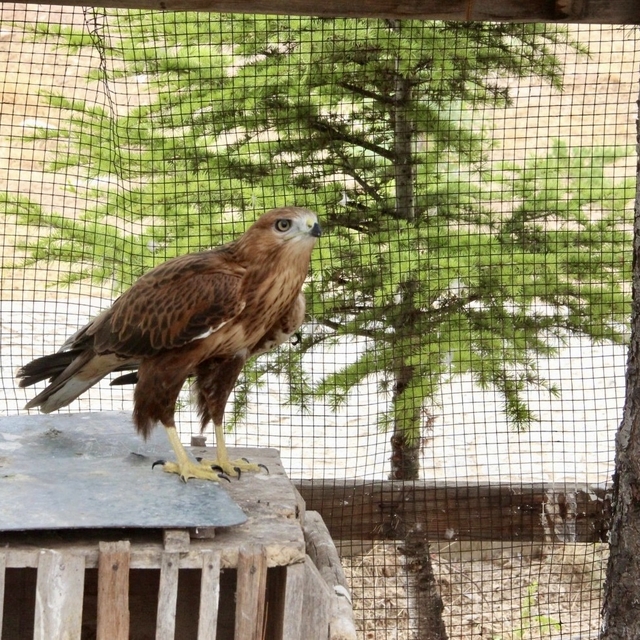 Kırşehir'de tedavi edilen 25 kuş, Bozkır Dağları'na yeniden kanat çırptı