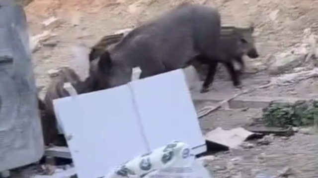 Hatay'da yiyecek arayan yaban domuzu ve yavruları görüntülendi