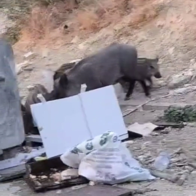 Hatay'da yiyecek arayan yaban domuzu ve yavruları görüntülendi