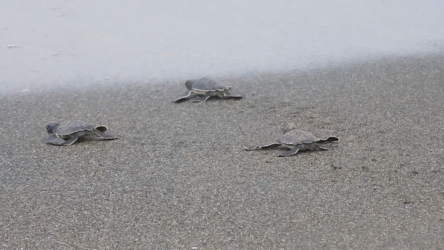 Hatay'da yeşil deniz kaplumbağası yavruları denizle buluşmaya başladı