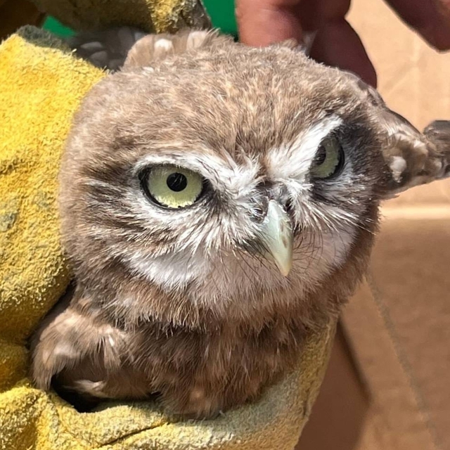 Erzincan'da yaralı bulunan baykuş yavrusu tedavi altına alındı