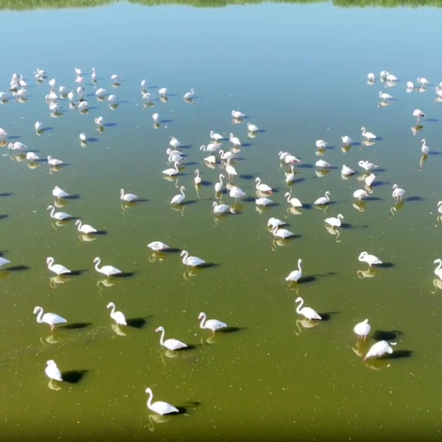 Kuruma riski altındaki gölün 'dert ortağı', allı turnalar