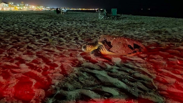 Didim'de caretta carettalar son yumurtalarını bırakmak için sahile çıkıyor