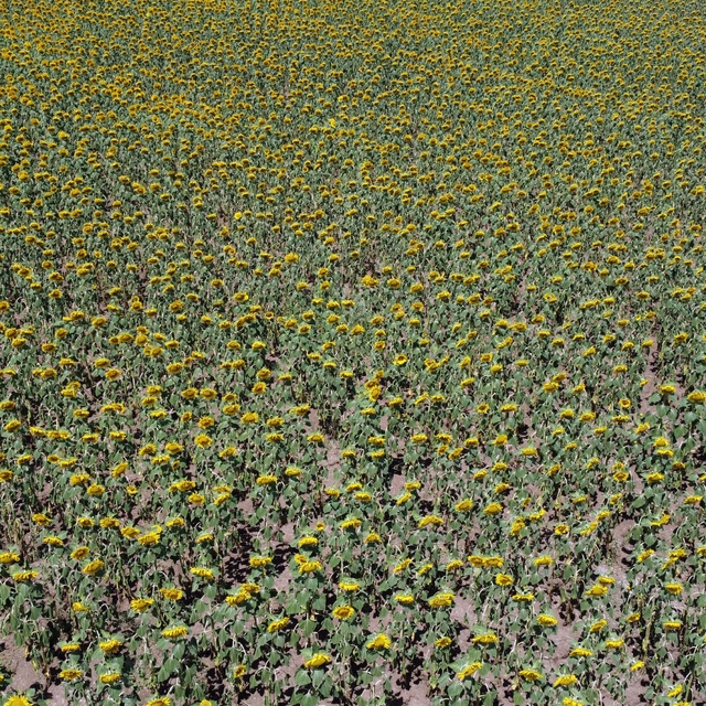 Edirne'de kuraklığın etkilediği ayçiçeğinde üretici erken hasada hazırlanıy...