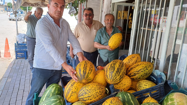 Araban'da kavun hasadına başlandı