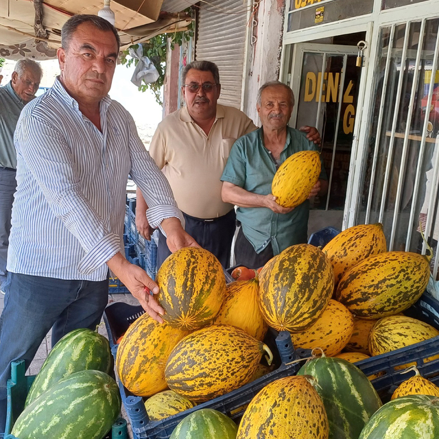 Araban'da kavun hasadına başlandı