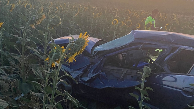 Balıkesir'de ayçiçeği tarlasına devrilen otomobildeki 3 kişi yaralandı