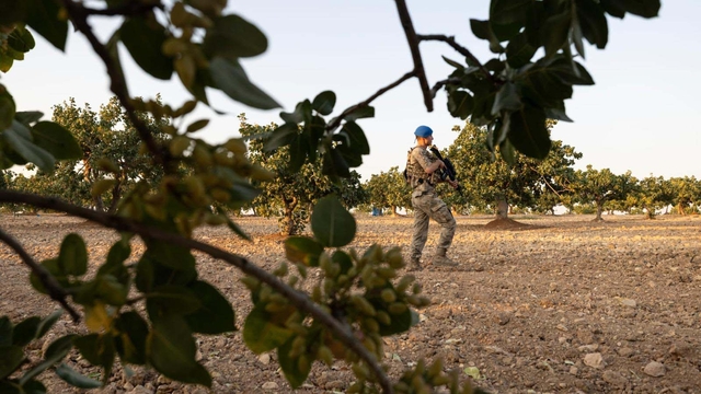 Antep fıstığında hırsızlığa karşı jandarmadan önlem