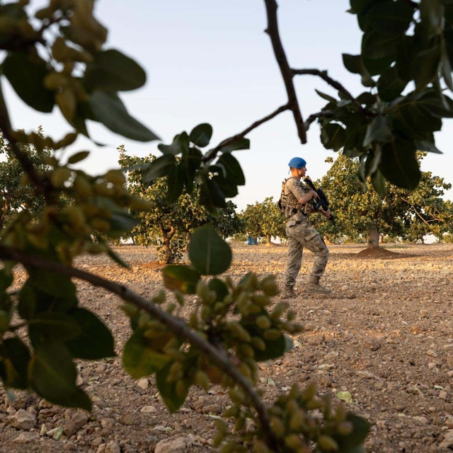 Antep fıstığında hırsızlığa karşı jandarmadan önlem