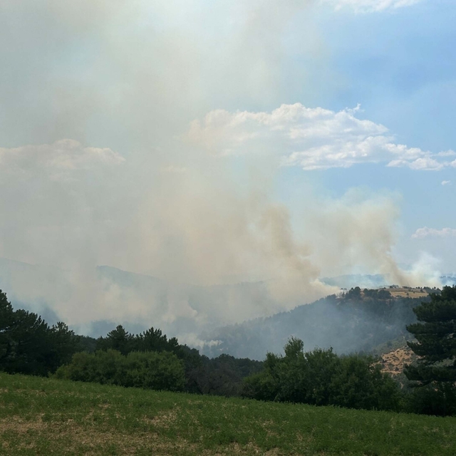 Uşak'ta orman yangını