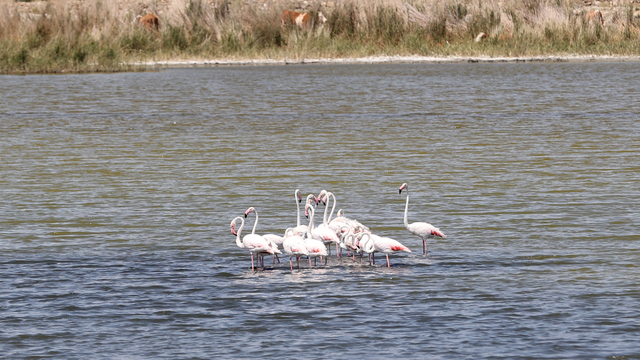 Kuraklıktan etkilenen Ulaş Gölü flamingolara ev sahipliği yapıyor