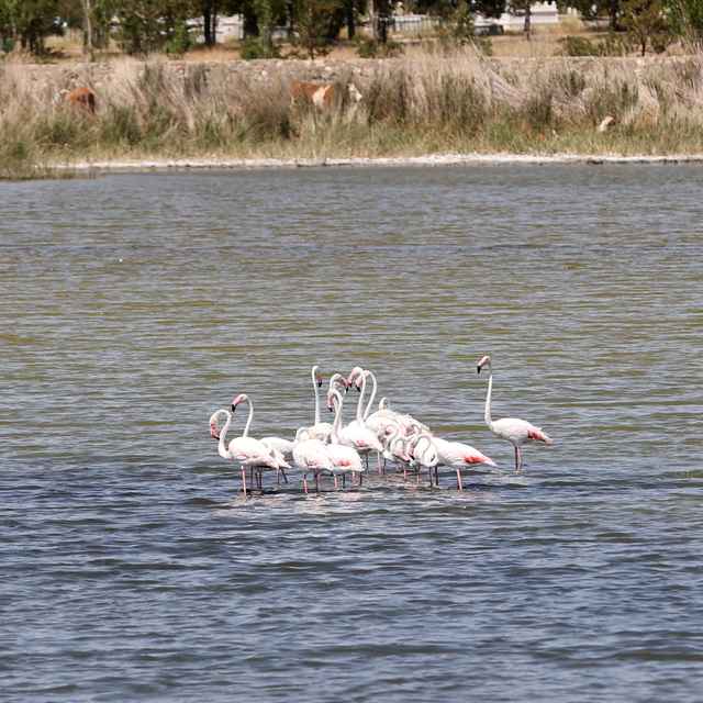Kuraklıktan etkilenen Ulaş Gölü flamingolara ev sahipliği yapıyor