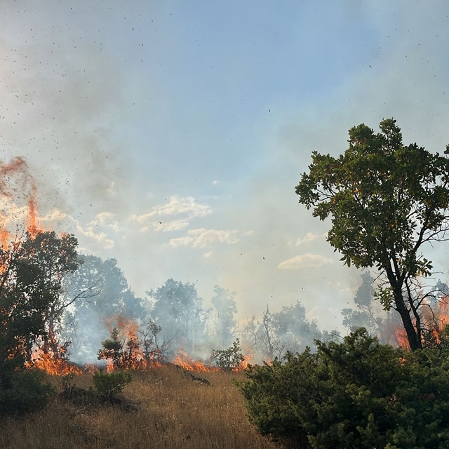 Bingöl'de çıkan orman yangınları söndürüldü