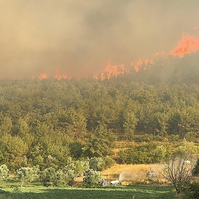 Sakarya'da orman yangını; alevler rüzgarın etkisiyle yayılıyor (2)