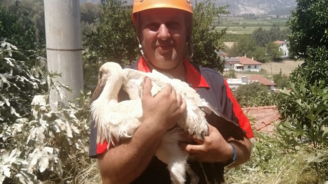Muğla'da ayağı kırılan leylek tedaviye alındı