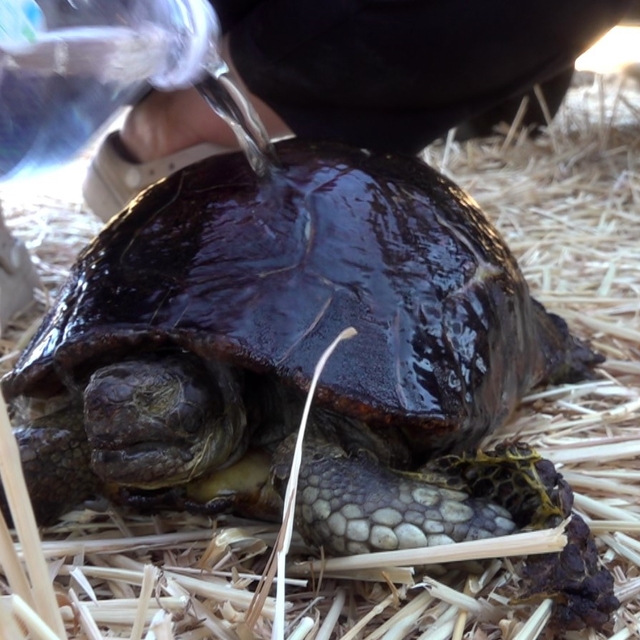Bilecik'te orman yangınında yaralanan kaplumbağayı muhtar sahiplendi