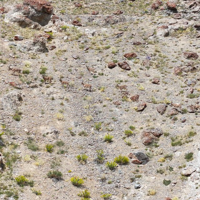 Van'da popülasyonu artan yaban keçileri jandarma ekiplerinin korumasında