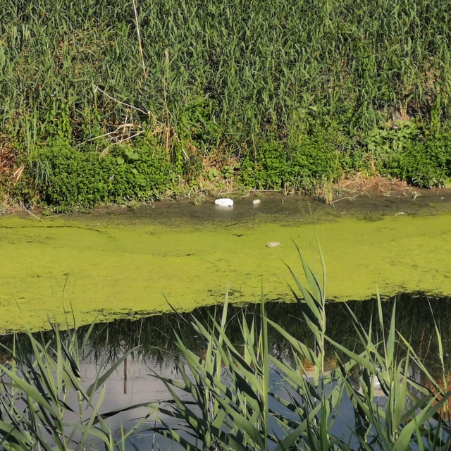 Kuraklık nedeniyle debisi düşen Lüleburgaz Deresi'nin yüzeyi yosunla kaplan...