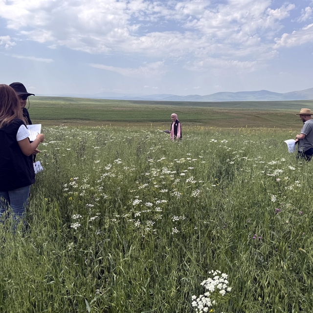 Ardahan'da ziraat mühendisleri sahada tarımsal ürün tespiti yaptı