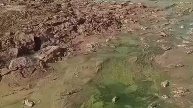 Şırnak'ta debisi düşen göletlerde toplu balık ölümleri