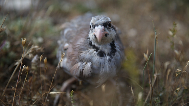 Kastamonu'da 2 bin 100 kınalı keklik doğaya bırakıldı