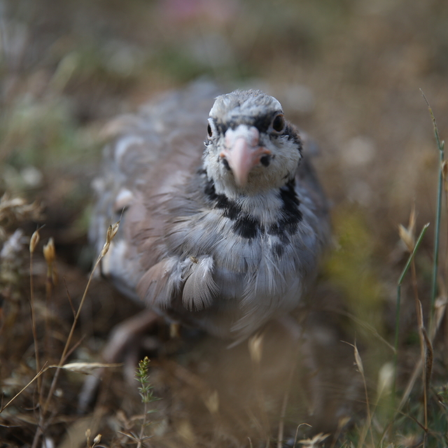 Kastamonu'da 2 bin 100 kınalı keklik doğaya bırakıldı