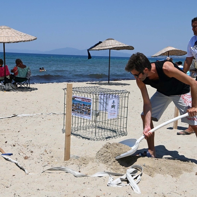 Kuşadası'nda 68 caretta caretta yumurtası zarar görmemesi için güvenli bölg...