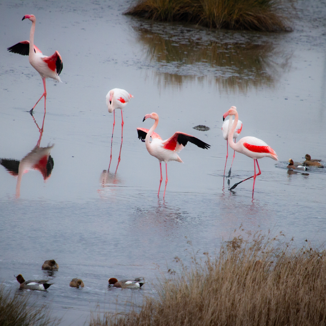 Türkiye'nin tapulu tek lagününde kuraklık ve müsilaj tehdidi
