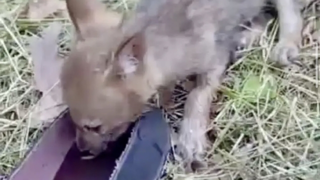 Yavru çakala ayakkabısıyla su verdi