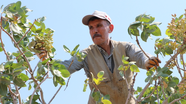 Kilis'te boz Antep fıstığı hasadı başladı