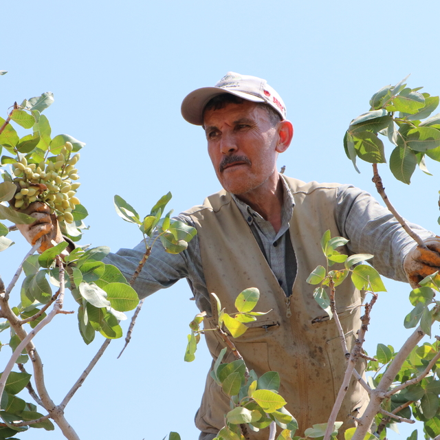 Kilis'te boz Antep fıstığı hasadı başladı