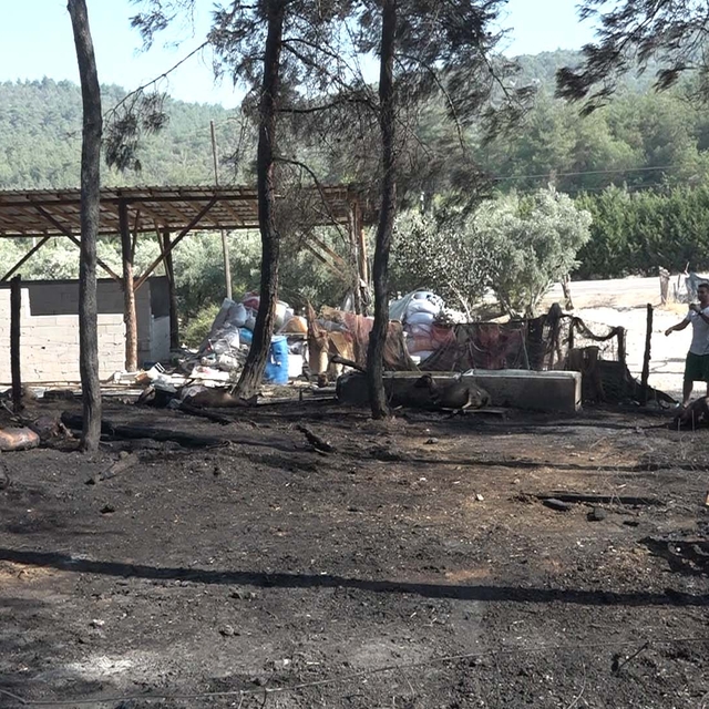 Çiftliğinde çıkan yangında 95 hayvanı öldü
