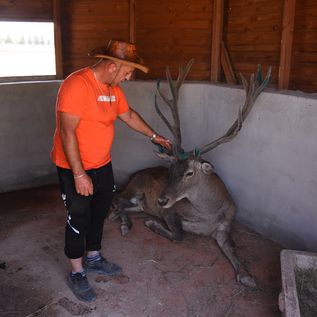 Afyonkarahisar'da sürekli kaza riski oluşturan geyik, hayvanat bahçesinin y...