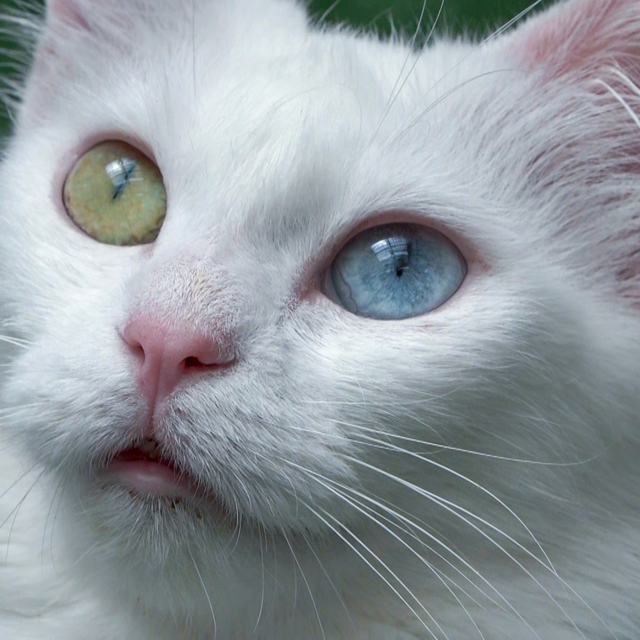 Koruma altındaki Van kedilerini 5 yılda yaklaşık 750 aile sahiplendi